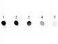 Anti-Dog IgG F(c)  (Alkaline Phosphatase Conjugated) Secondary Antibody
